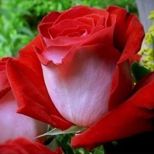 Meet your Posher, Anne